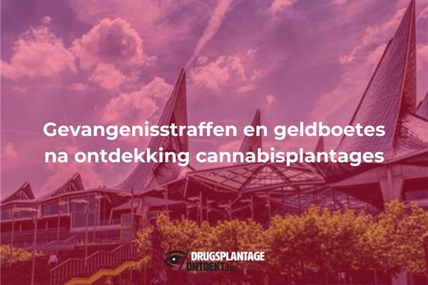 Willebroek - Gevangenisstraffen en geldboetes na ontdekking cannabisplantage